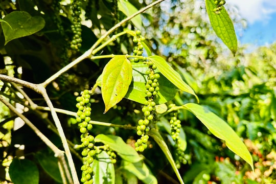 Giá tiêu hôm nay 2/2/2025: Tiêu Việt lạc quan vụ mới