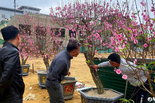 Tiểu thương Nghệ An loay hoay thanh lý cây cảnh sau Tết