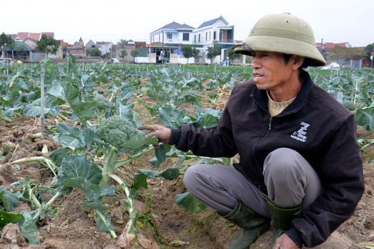 Nghệ An: Nhiều loại rau xanh giá chạm đáy, 1.000 đồng/kg