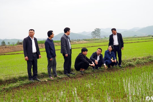 Phó Chủ tịch UBND tỉnh kiểm tra sản xuất lúa xuân