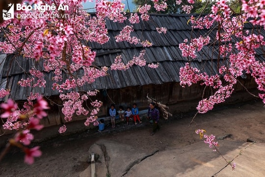 Thời tiết Nghệ An ngày 8/2: Trời rét đậm, vùng núi có rét hại