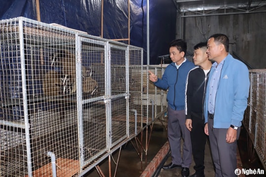 Nông dân Quỳnh Lưu nuôi chồn mốc thu nhập cao