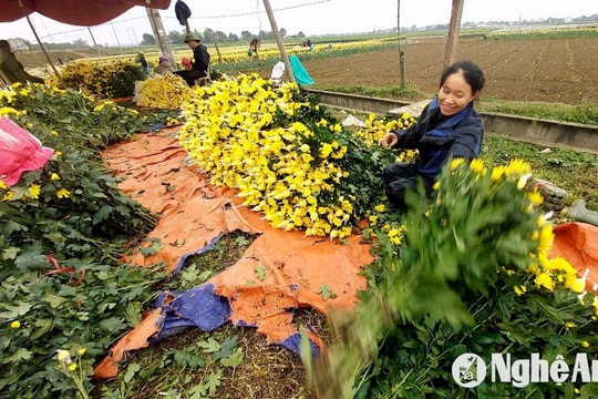 Hoa cúc Rằm tháng Giêng xuất bán với giá cao gần gấp đôi dịp Tết