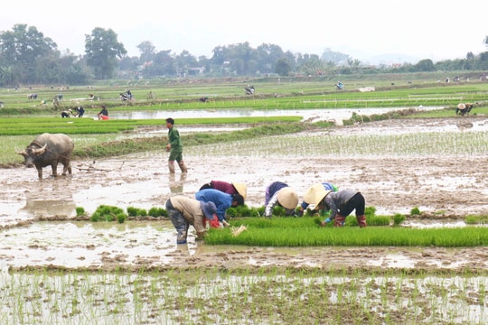 Vất vả thợ cấy tháng Giêng