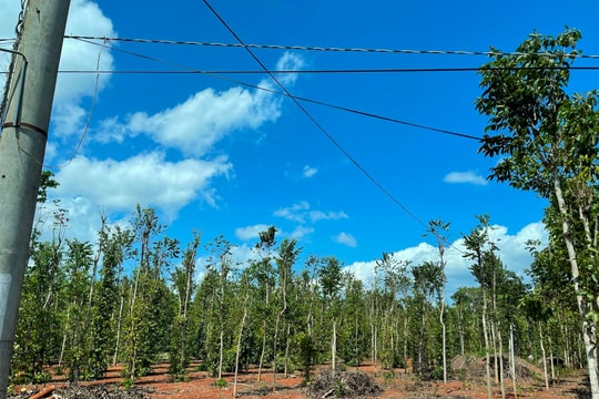 Giá tiêu hôm nay 11/2/2025: Tăng mạnh bước vào thời hoàng kim mới