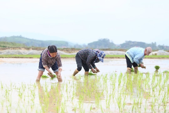 Lúa vụ Xuân phát triển chậm do rét, xuất hiện sâu bệnh hại