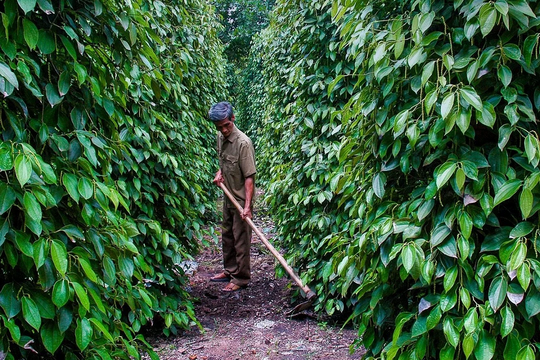 Giá tiêu hôm nay 13/2/2025: Giảm mạnh cả trong nước và thế giới