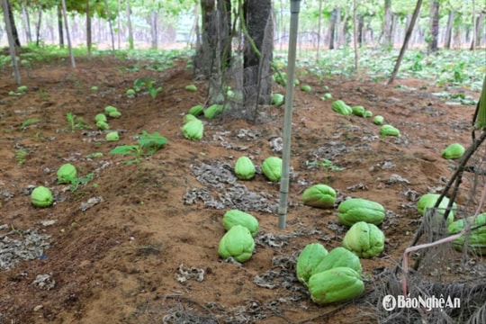 Su su OCOP giá 300 đồng/kg, nông dân tiếc nuối vứt bỏ đầy vườn