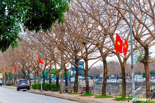 Xao xuyến thành Vinh mùa cây thay lá