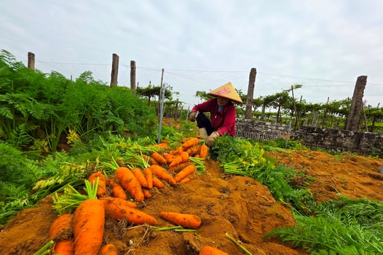Hàng trăm tấn cà rốt VietGAP ở thị xã Hoàng Mai rớt giá
