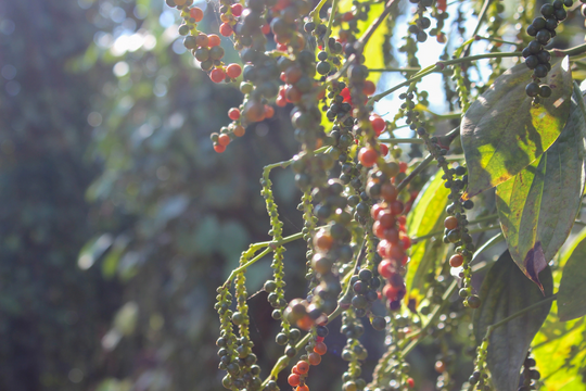 Giá tiêu hôm nay 15/2/2025: Giá tiêu nội địa giảm 3 ngày liên tiếp