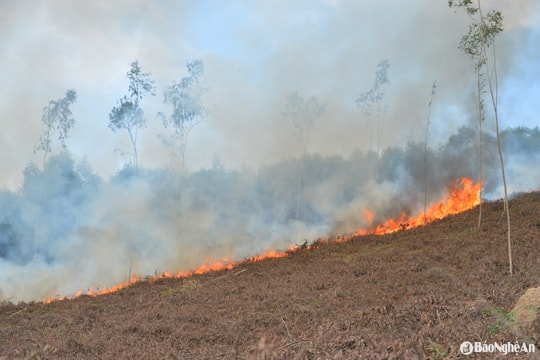 Cần có giải pháp mạnh ngăn chặn tình trạng đốt thực bì trồng keo