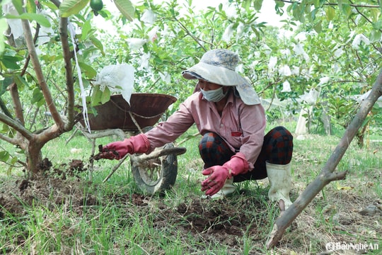 Nông dân Nghệ An tích cực 'hồi sức' cho cây ăn quả sau Tết