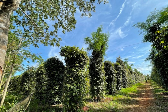 Giá tiêu hôm nay 17/2/2025: Tăng tuần thứ 2 liên tiếp