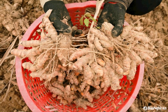 Nghệ được mùa, được giá, nông dân phấn khởi