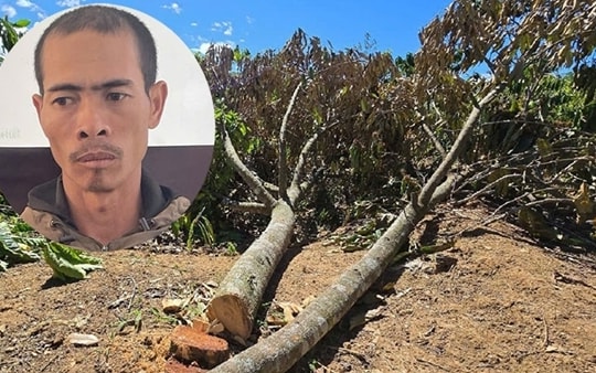 Mâu thuẫn tiền bạc, anh rể cưa phá hàng trăm gốc cây trong vườn nhà em dâu