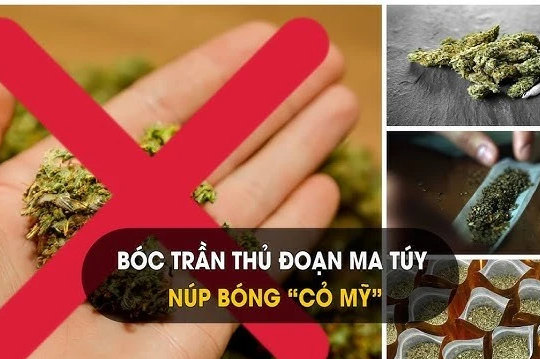 2 học sinh bị khởi tố vì mua bán, sử dụng 'cỏ Mỹ'