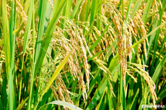 Những cánh đồng lúa 'nói không' với hoá chất độc hại ở Nghệ An