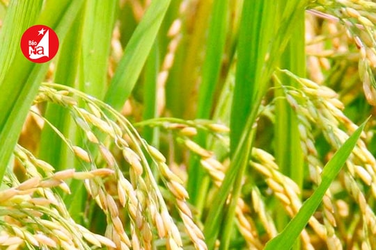 Nghệ An xây dựng những cánh đồng lúa 'nói không' với hoá chất độc hại