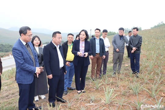 Phó Chủ tịch UBND tỉnh Nguyễn Văn Đệ kiểm tra sản xuất nông nghiệp tại Quỳnh Lưu