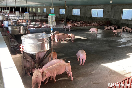 Lợn giống ở Nghệ An khan hàng, tăng giá