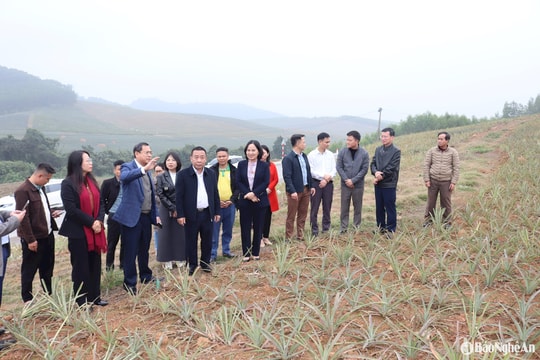 Nafoods nỗ lực chuẩn hóa mã số vùng trồng, nâng giá trị thương hiệu nông sản