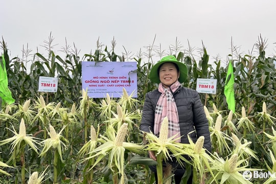 Giống ngô mới thơm dẻo của Tập đoàn ThaiBinh Seed
