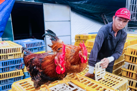 Giá trứng, gà thịt giảm sâu, người chăn nuôi Nghệ An thua lỗ