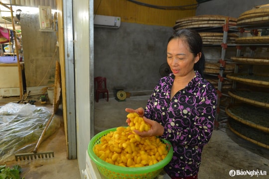 Tìm lại 'thời hoàng kim' của nghề trồng dâu nuôi tằm ven sông Lam