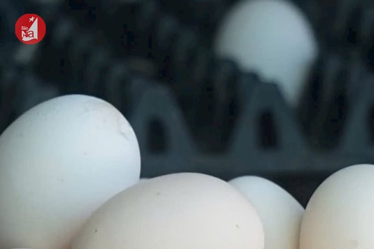 Giá trứng, gà thịt tụt dốc, người chăn nuôi Nghệ An gồng mình gánh lỗ