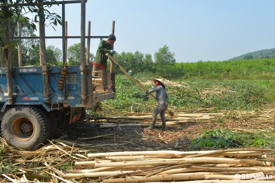 Phó Chủ tịch UBND tỉnh Nghệ An kiểm tra hoạt động các cơ sở chế biến gỗ