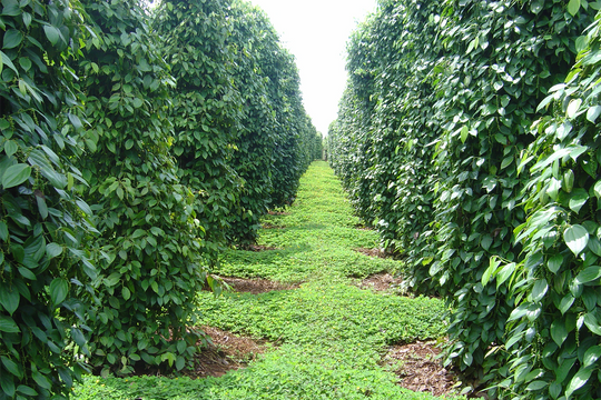 Giá tiêu hôm nay 25/2/2025: Đồng loạt giảm nhẹ 1,000 đồng/kg