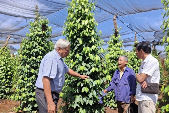 Giá tiêu hôm nay 26/2/2025: Tiếp tục giảm mạnh