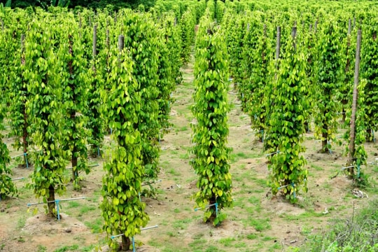 Giá tiêu hôm nay 27/2/2025: Giá tiêu xuất khẩu tăng mạnh bất ngờ