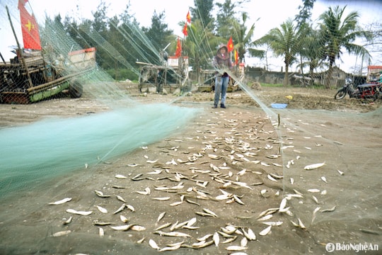 Đánh bắt cá trích đầu mùa, ngư dân Diễn Châu mỗi sáng thu tiền triệu