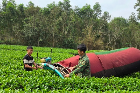 Người dân Thanh Chương cấp tập thu hoạch hàng trăm tấn 'chè mù' mỗi ngày