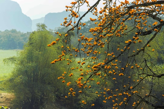 Silk cotton trees bloom brilliantly in Anh Son, Nghe An