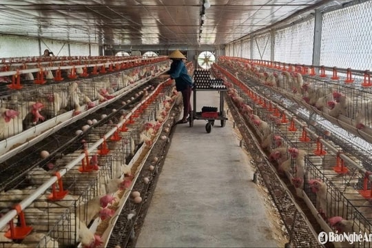 Nông dân Nghệ An nuôi lợn, gà qua… điện thoại