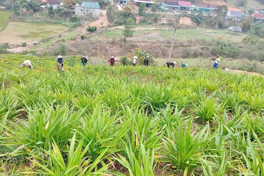 Nông dân Xiêng My ‘1 vốn 4 lời’ từ thử nghiệm trồng rễ hương