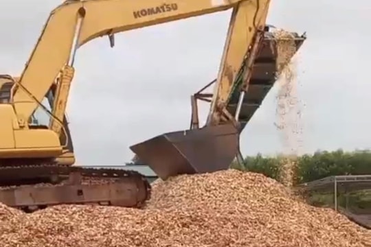 Huyện Con Cuông yêu cầu dừng hoạt động tại xưởng băm dăm trái phép