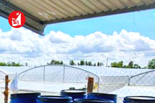 Nông dân Nghệ An chăn nuôi 'kiểu mới'