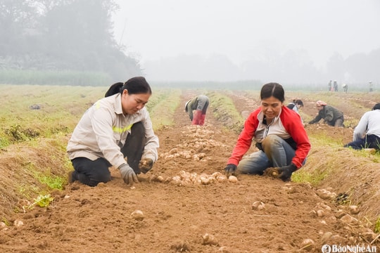 Nghệ An: Xây dựng thành công mô hình liên kết sản xuất khoai tây vụ Đông