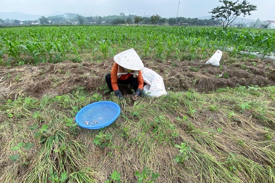 Hành tăm Nghệ An rớt giá, nông dân thu hoạch cầm chừng