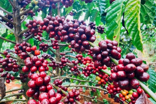 Giá cà phê hôm nay 8/3/2025: Sụt giảm mạnh không phanh