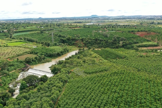 Giá tiêu hôm nay 8/3/2025: Giá tiêu xuất khẩu tăng mạnh