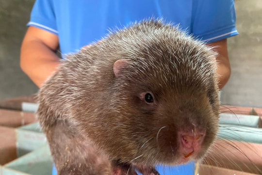 Tốt nghiệp Đại học Bách khoa về quê nuôi dúi làm giàu