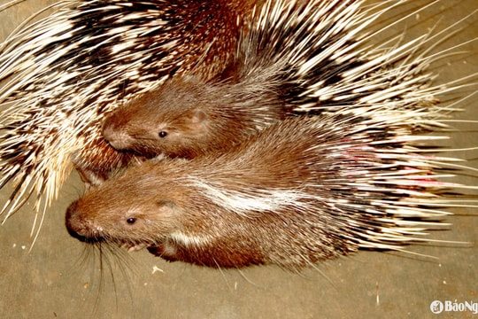 Thanh niên vùng biên Nghệ An thoát nghèo từ nuôi nhím