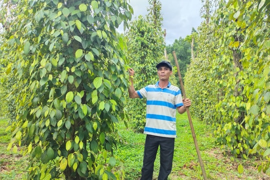 Giá tiêu hôm nay 10/3/2025: Tăng mạnh hàng loạt