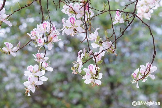 Thời tiết Nghệ An ngày 13/3: Mây thay đổi, ngày có nắng