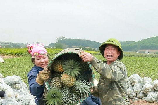 Nông dân Nghệ An áp dụng trồng dứa rải vụ, tránh 'được mùa mất giá'